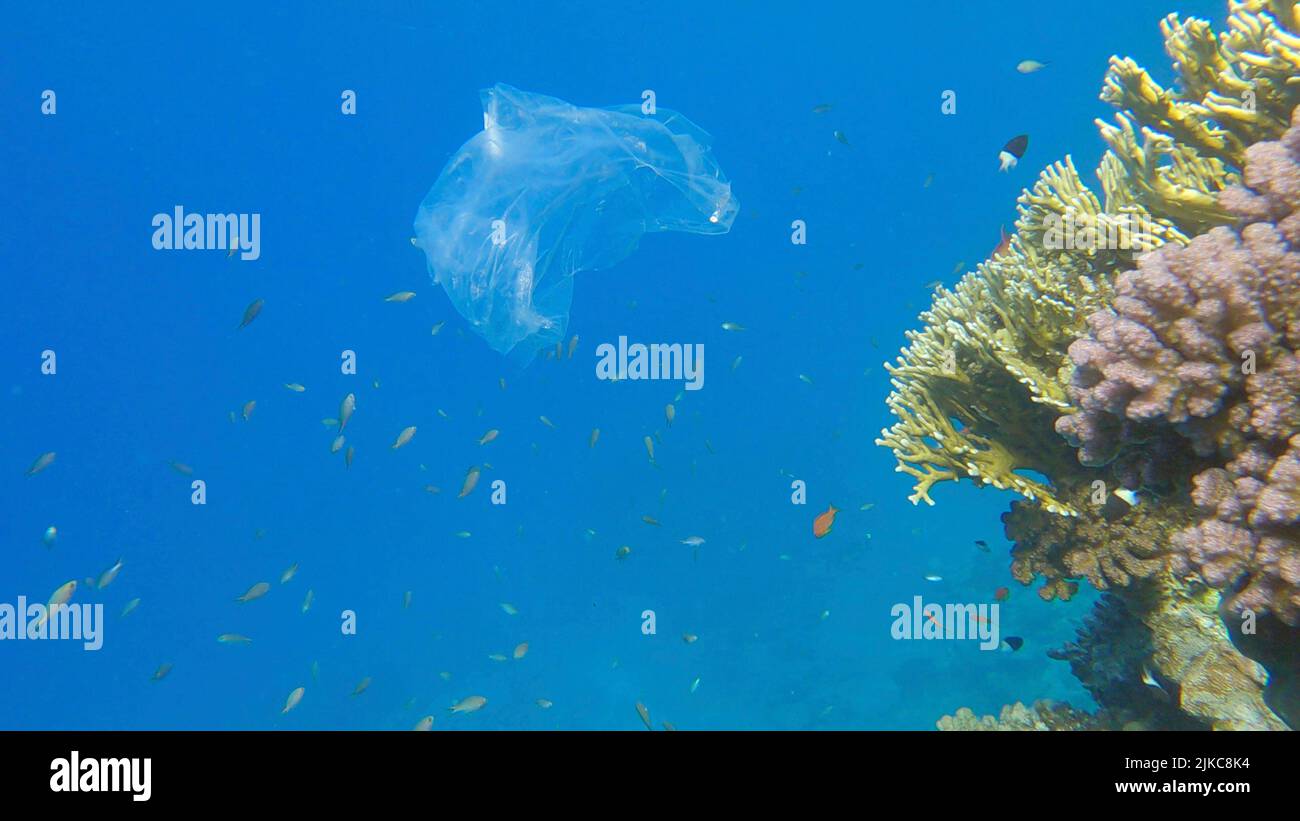L'inquinamento plastico dell'Oceano, un sacchetto di plastica wtite scartato sulla barriera corallina tropicale, sullo sfondo blu dell'acqua nuota la scuola di pesci tropicali. Annulla Foto Stock