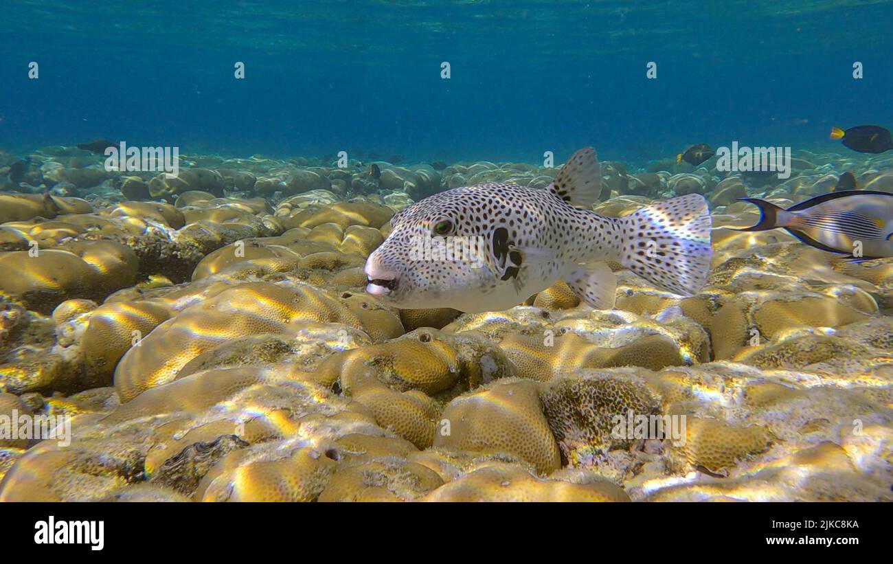 Il pesce soffiato nuota su coralli duri colonia Porites al sole del mattino. Blackspotted Puffer (Arothron stellatus).Mar Rosso, Egitto Foto Stock
