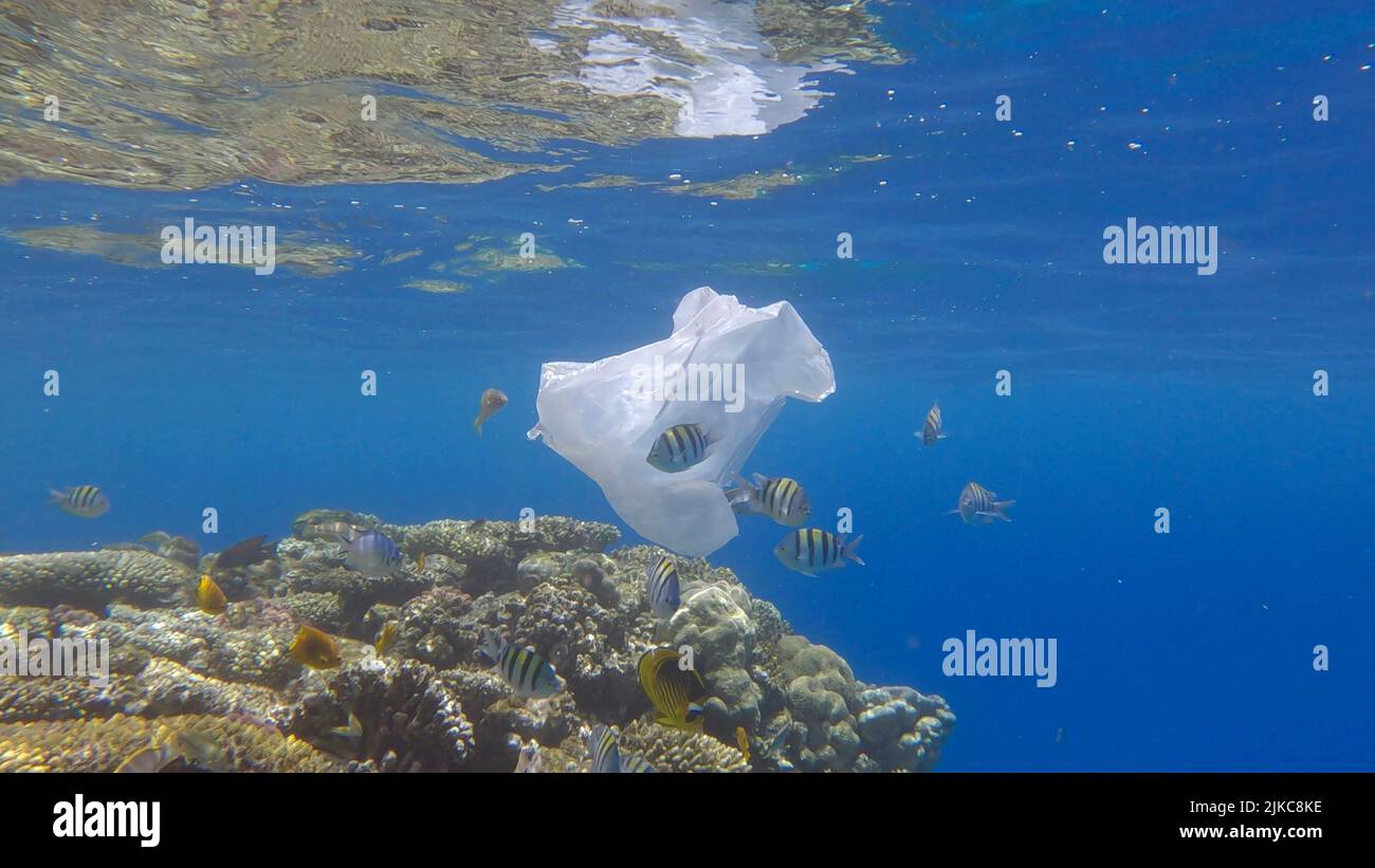 L'inquinamento plastico dell'Oceano, un sacchetto di plastica wtite scartato sulla barriera corallina tropicale, sullo sfondo blu dell'acqua nuota la scuola di pesci tropicali. Annulla Foto Stock