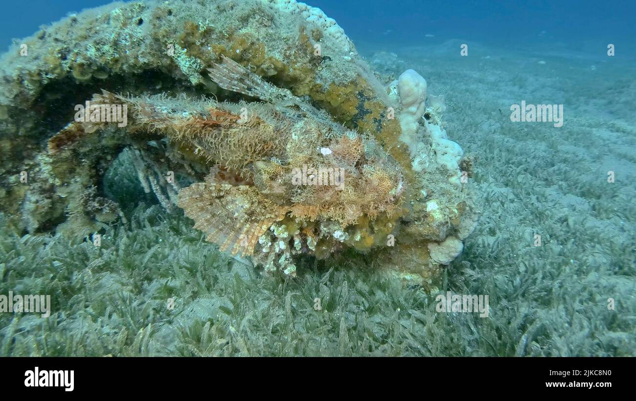 Il pesce Scorpione si trova sulla barriera corallina. Scorpionfish bearded (Scorpaenopsis barbata).Mar Rosso, Egitto Foto Stock