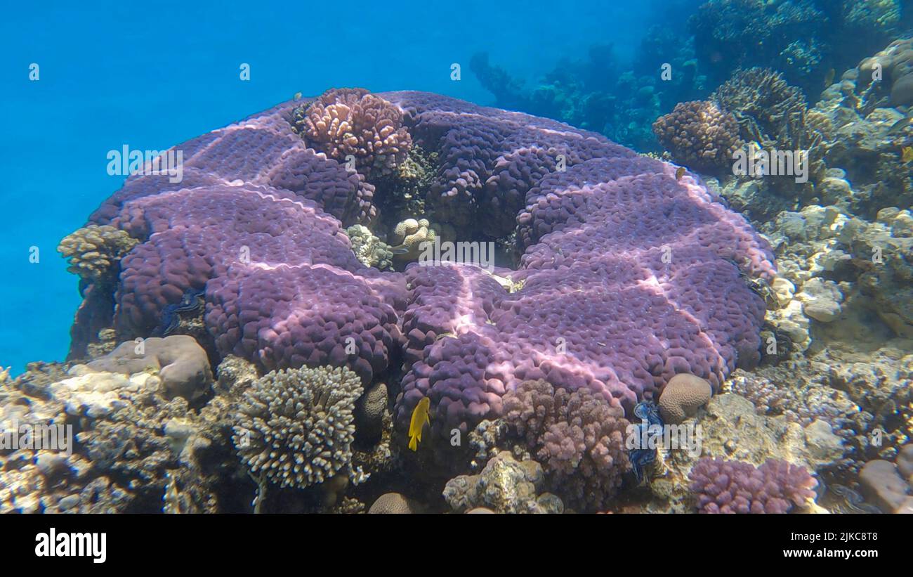 Bella barriera corallina tropicale a forma di anello, corallo duro (Porites lutea). La telecamera si sposta in avanti. Vita subacquea nell'oceano. Mar Rosso, Egitto Foto Stock