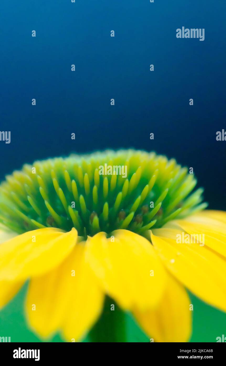 Un fiore di gerbera giallo brillante adagiato su uno sfondo di verde e blu. Foto Stock