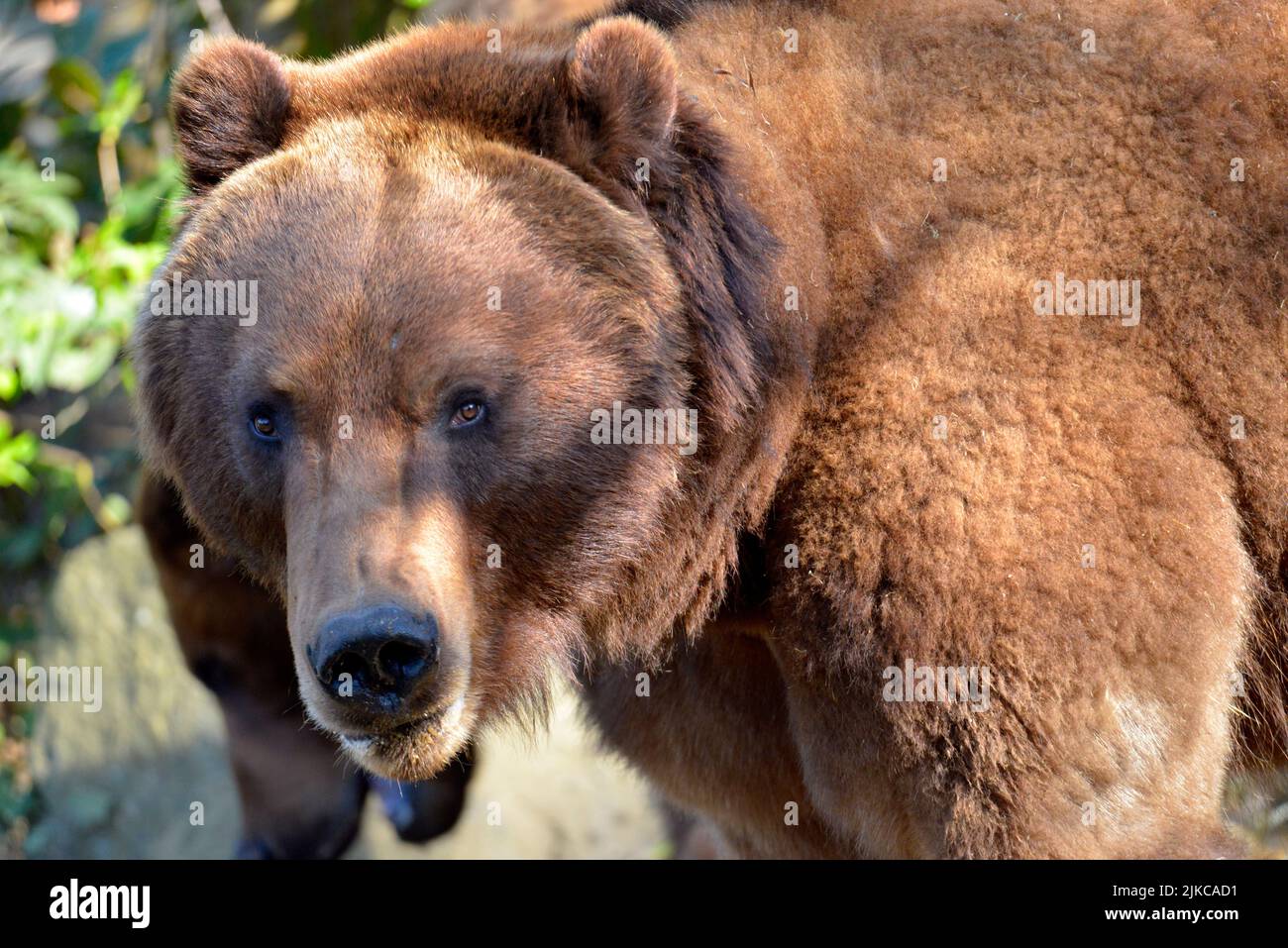 Ritratto di fronte di un orso grizzly (Ursus arctos horribilis) con uno sguardo molto espressivo Foto Stock