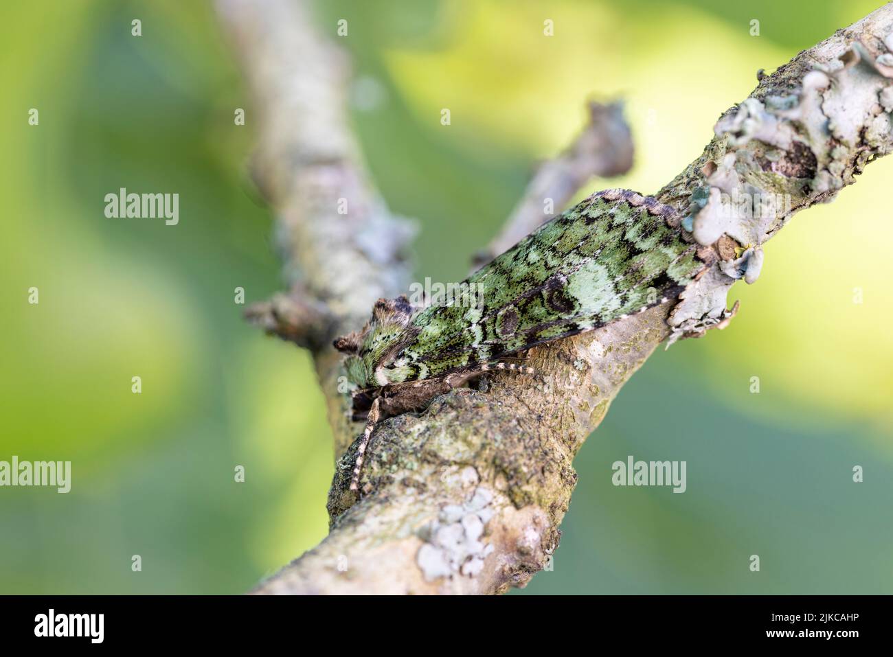 Archi verdi (Anaplectoides prasina) falce. Foto Stock