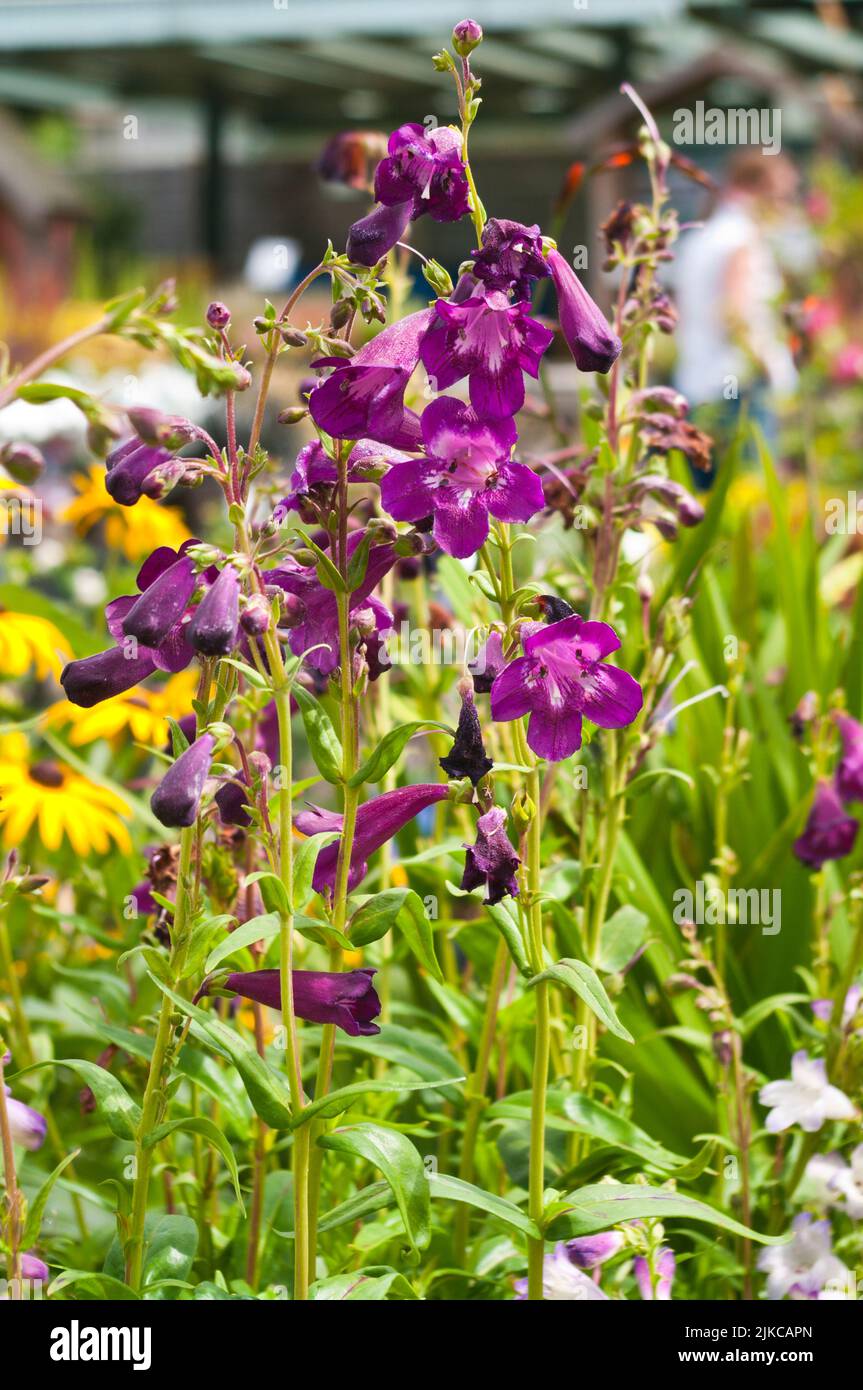 Penstemon porpora Pentemoni Blackbird Perennial Giardino piante Fiori di fiori Foto Stock