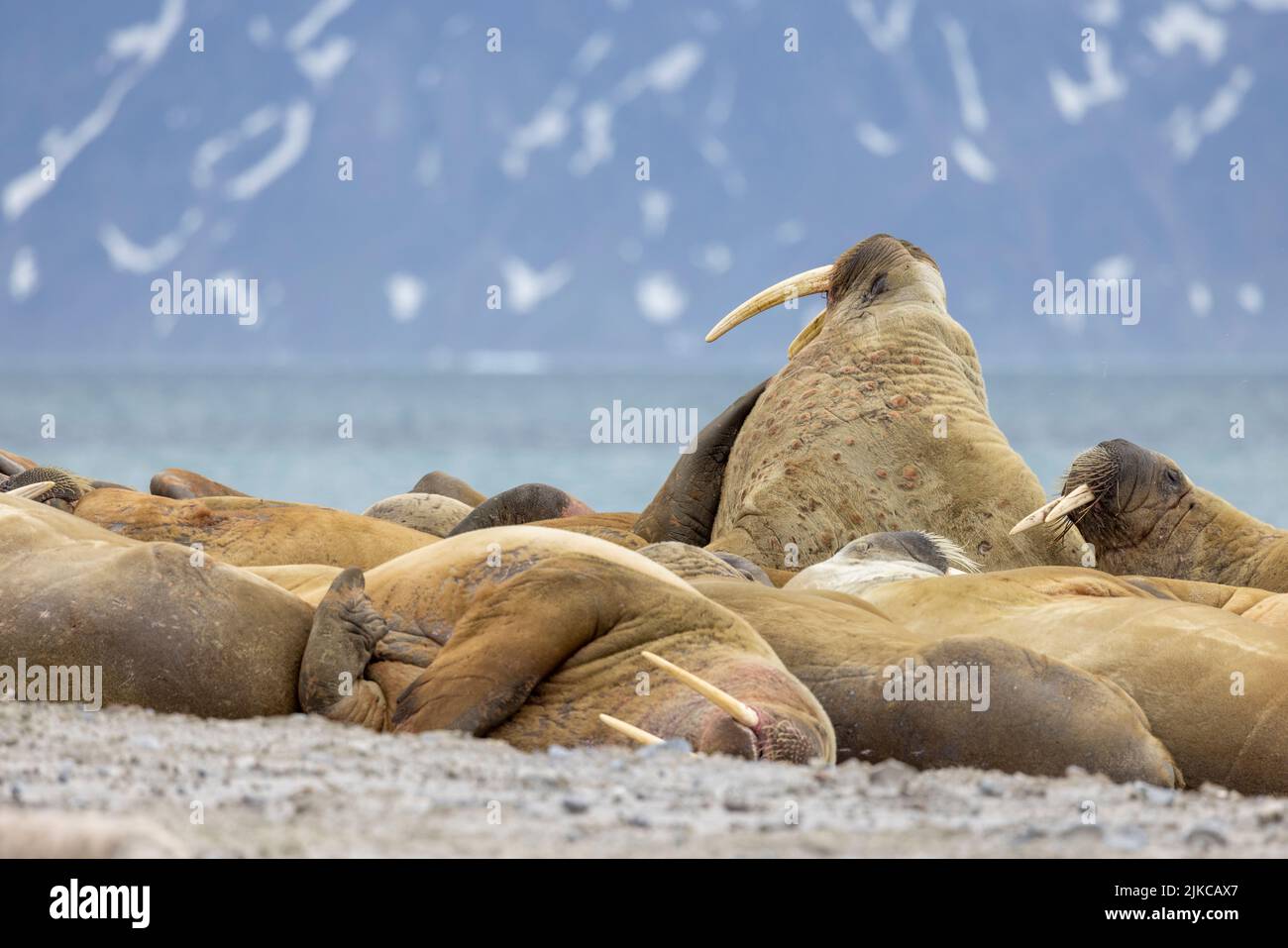 Tricheco (Odobenus rosmarus) in Svalbard Foto Stock