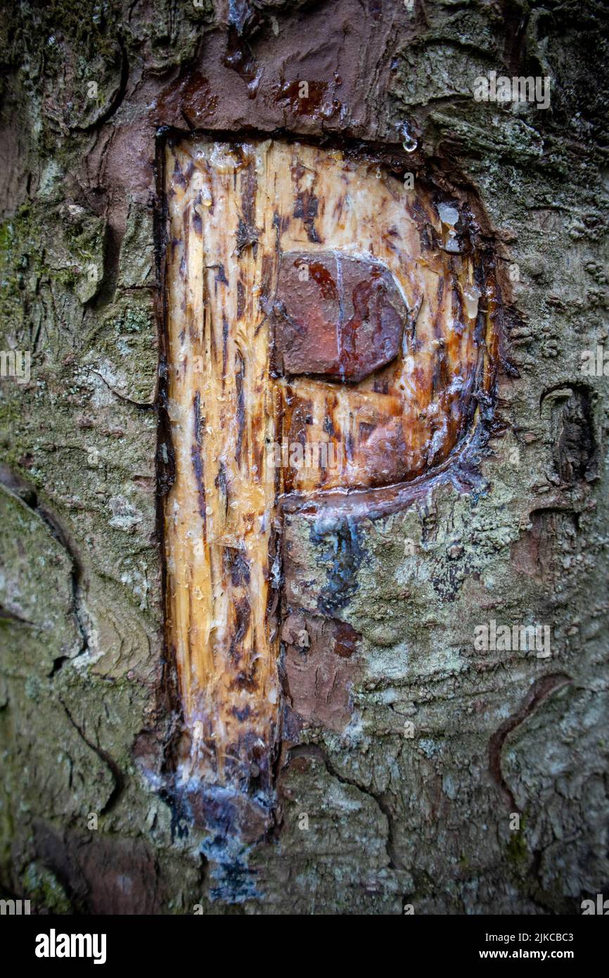 La lettera P scolpita sul tronco dell'albero Foto Stock