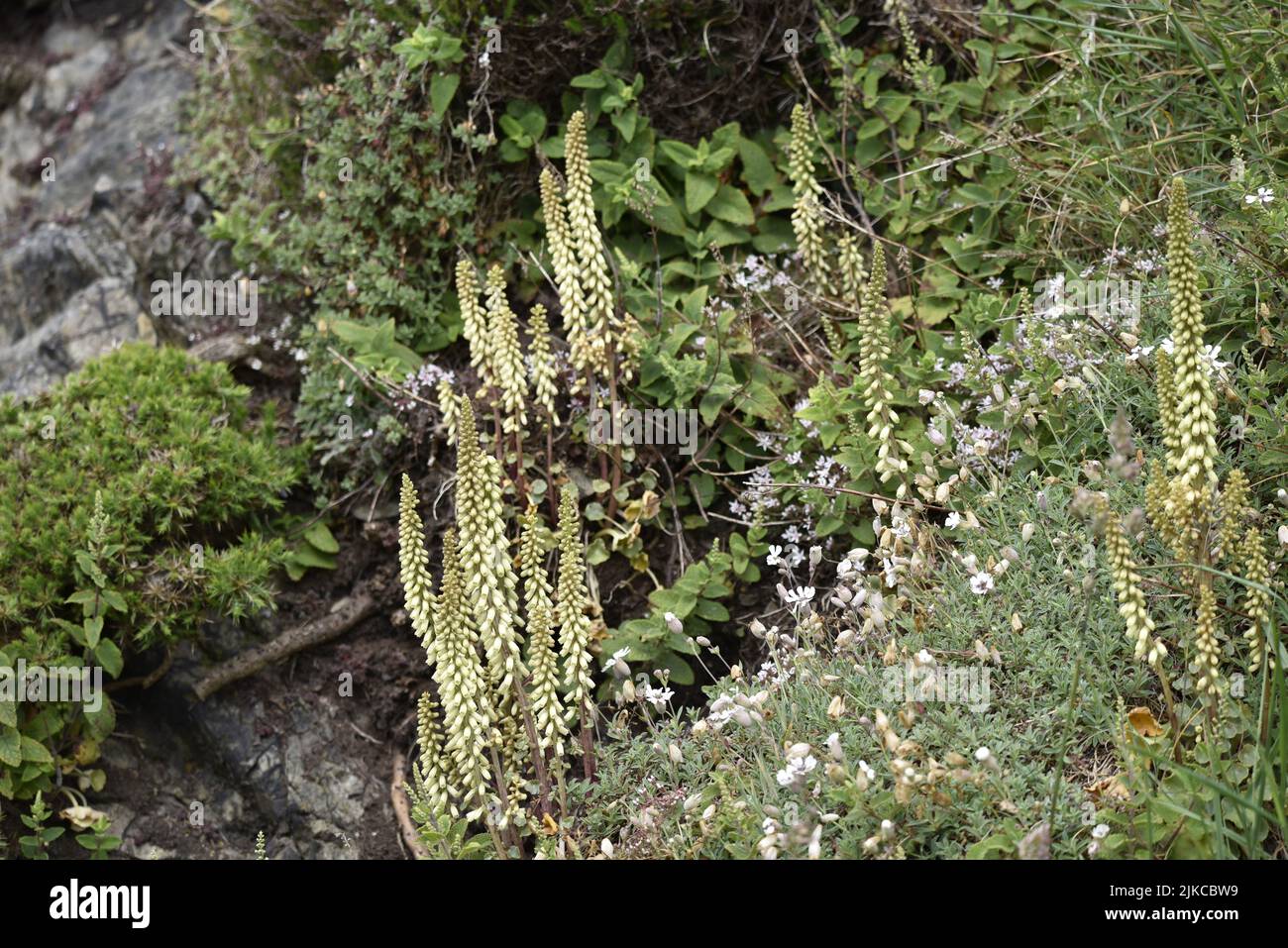 Fioritura di Navelwort (Cumbilicus rupestris) piante che crescono tra altre piante selvatiche e fiori tra fessure rupestri sull'isola di Man, Regno Unito nel mese di giugno Foto Stock