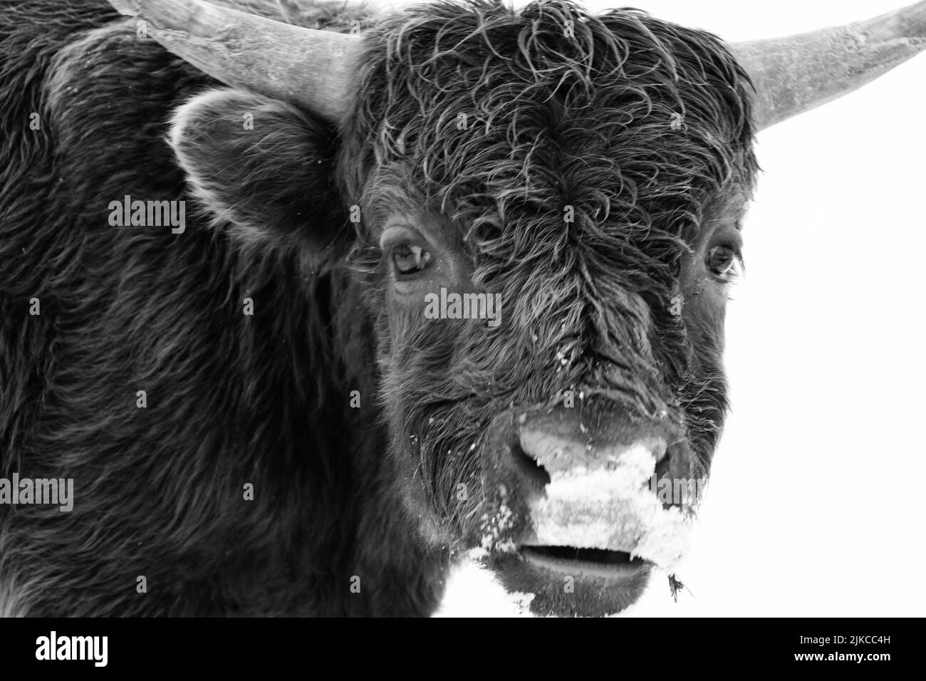 Una mucca cornata con neve in bocca Foto Stock