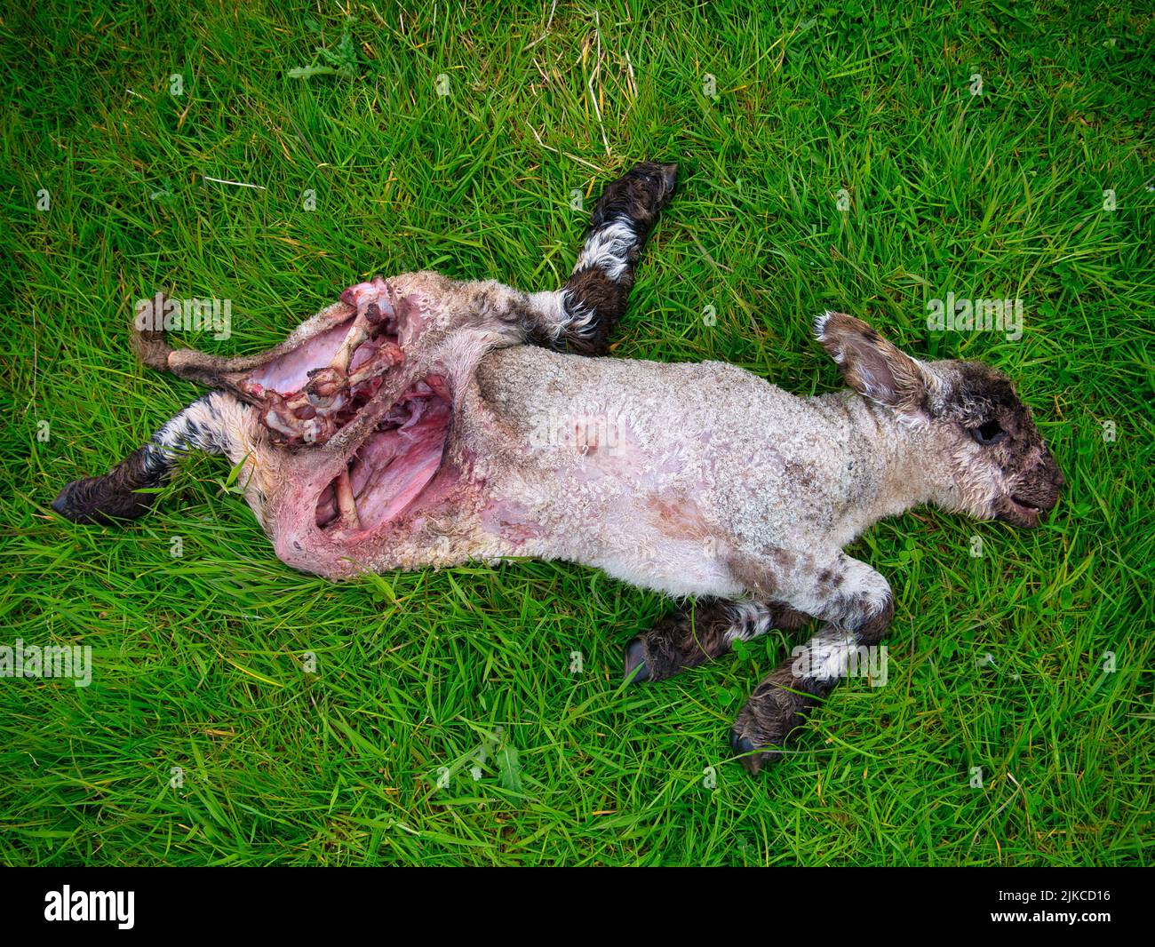 La carcassa eviscerata di un agnello morto in un campo. Foto Stock