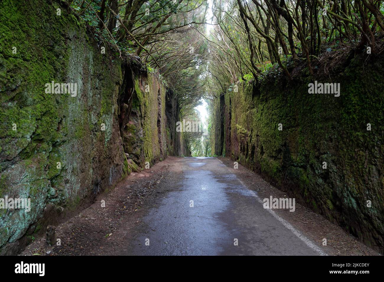 Un sentiero per passeggiate attraverso il Parco Camino Viejo al Pico del Ingles a Tenerife, Isole Canarie Foto Stock