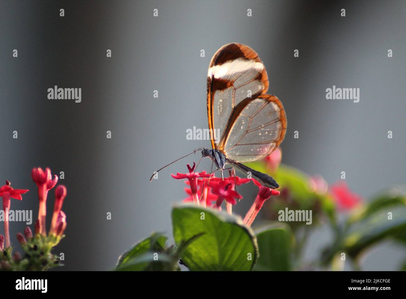 Un primo piano di una graziosa farfalla Glasswing in piedi su un fiore Foto Stock