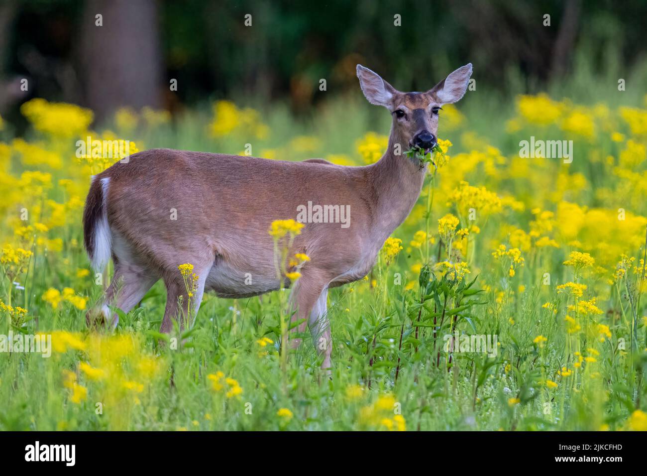 Il primo piano di cervi carini che mangiano fiori gialli selvatici sul campo Foto Stock