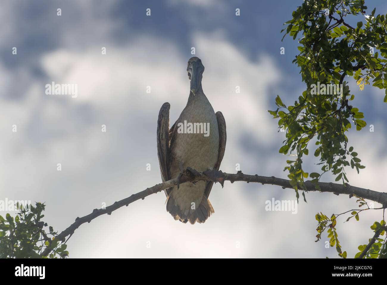 Un primo piano di un Pelican grigio seduto su un ramo di albero con un paesaggio panoramico sullo sfondo Foto Stock
