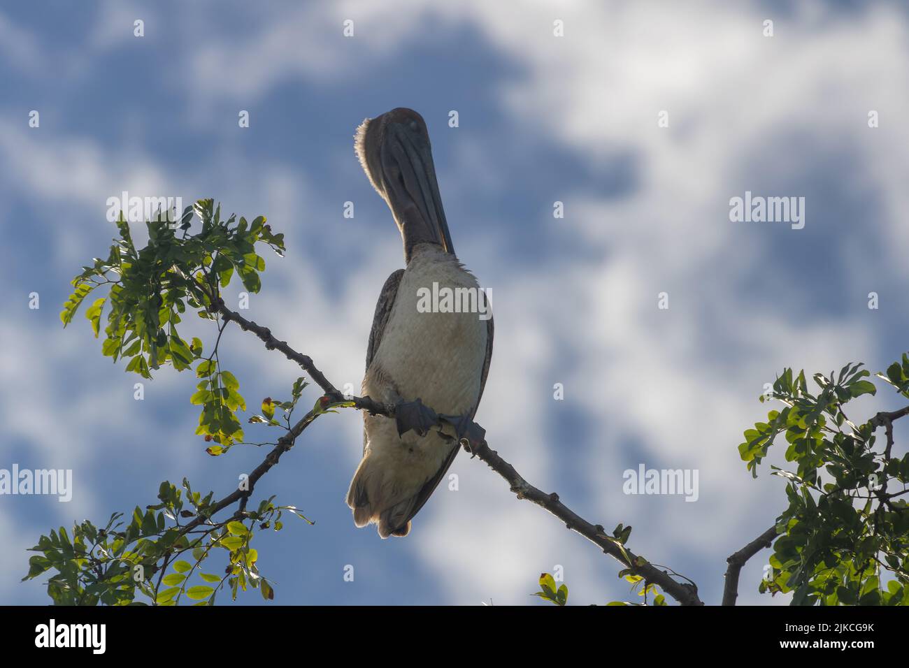 Un primo piano di un Pelican grigio preening su un ramo di albero con uno skyline sullo sfondo Foto Stock