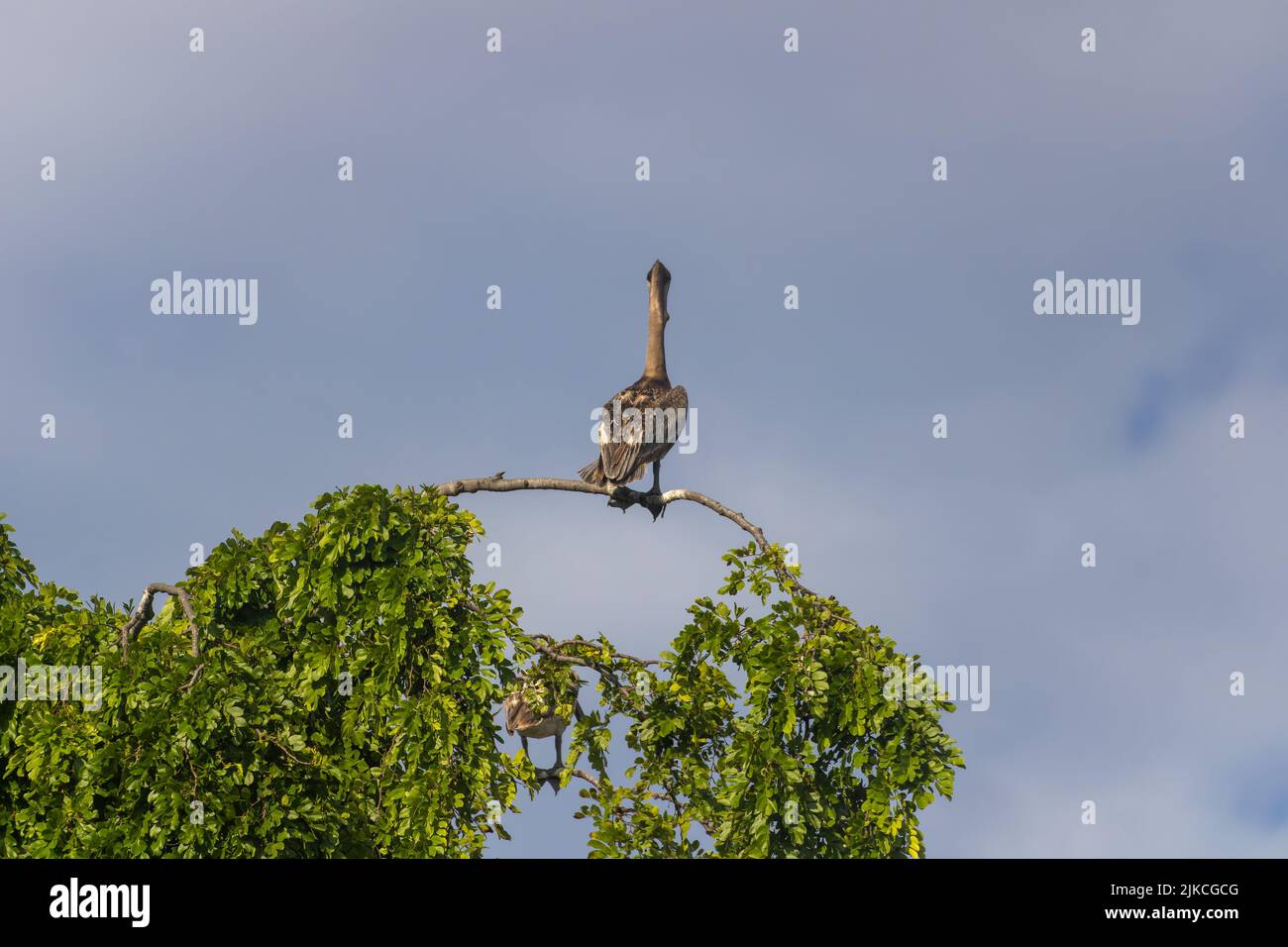 Un primo piano di un Pelican grigio seduto su un ramo di albero con un paesaggio panoramico sullo sfondo Foto Stock