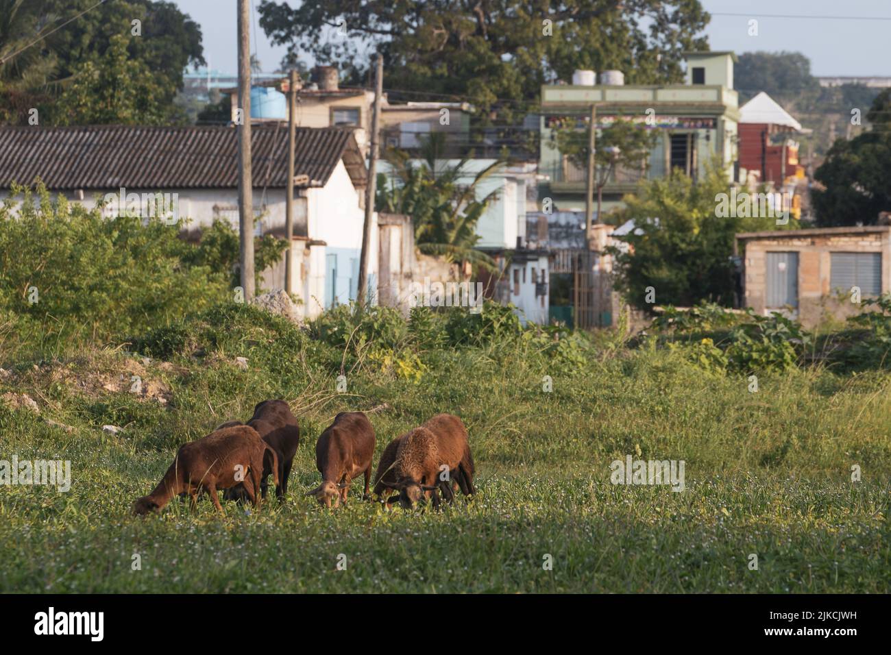 una bella vista di pecore brune che mangiano erba in un campo Foto Stock