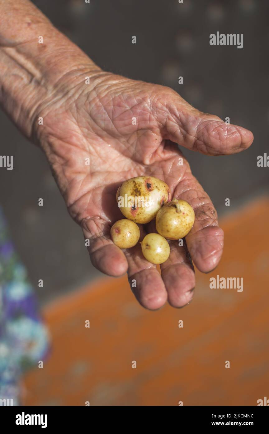 Patate piccole in mano vecchia alla luce del sole Foto Stock