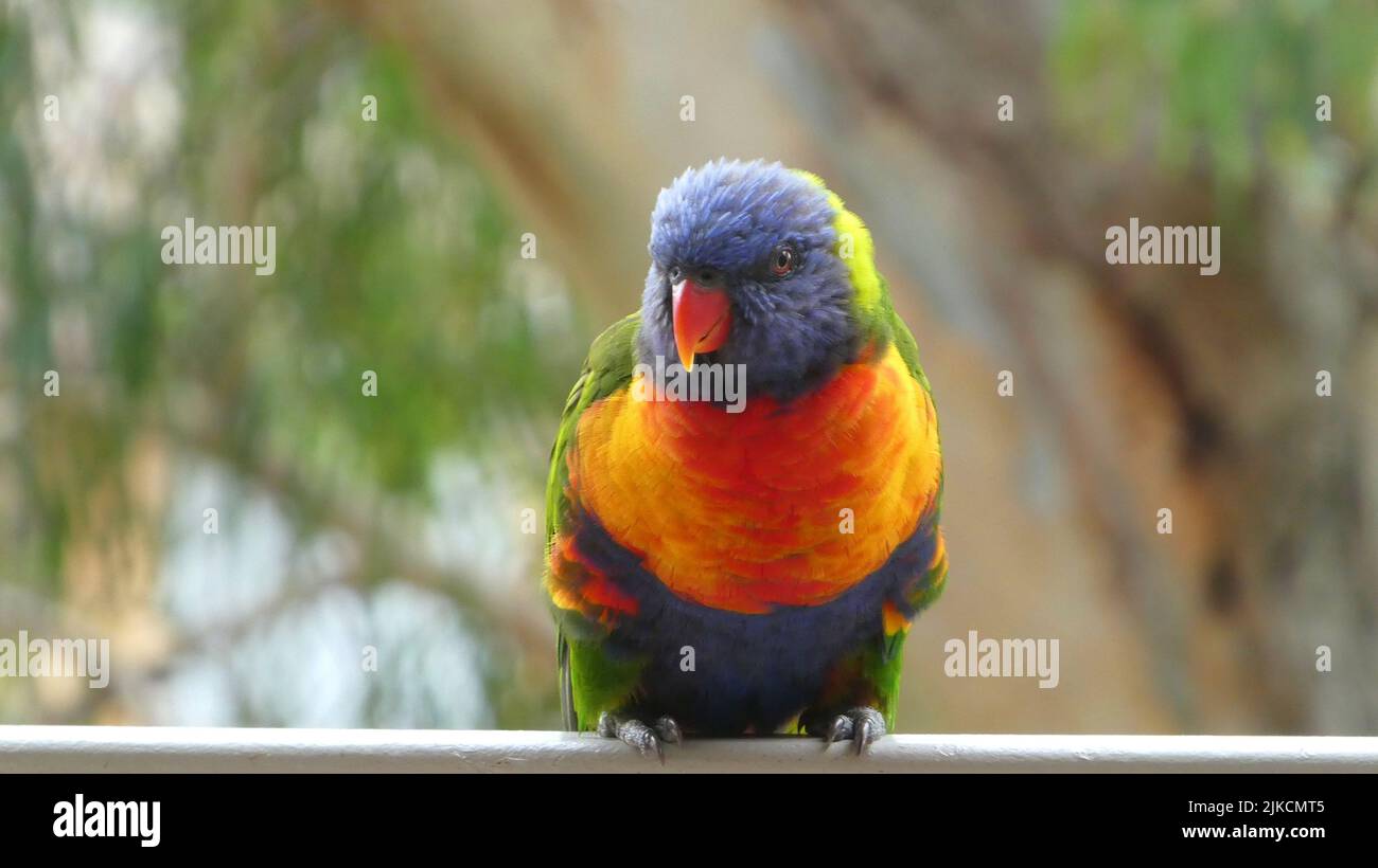 primo piano di colorato uccello lorikeet arcobaleno guardando la macchina fotografica contro lo sfondo dell'albero di eucalipto Foto Stock