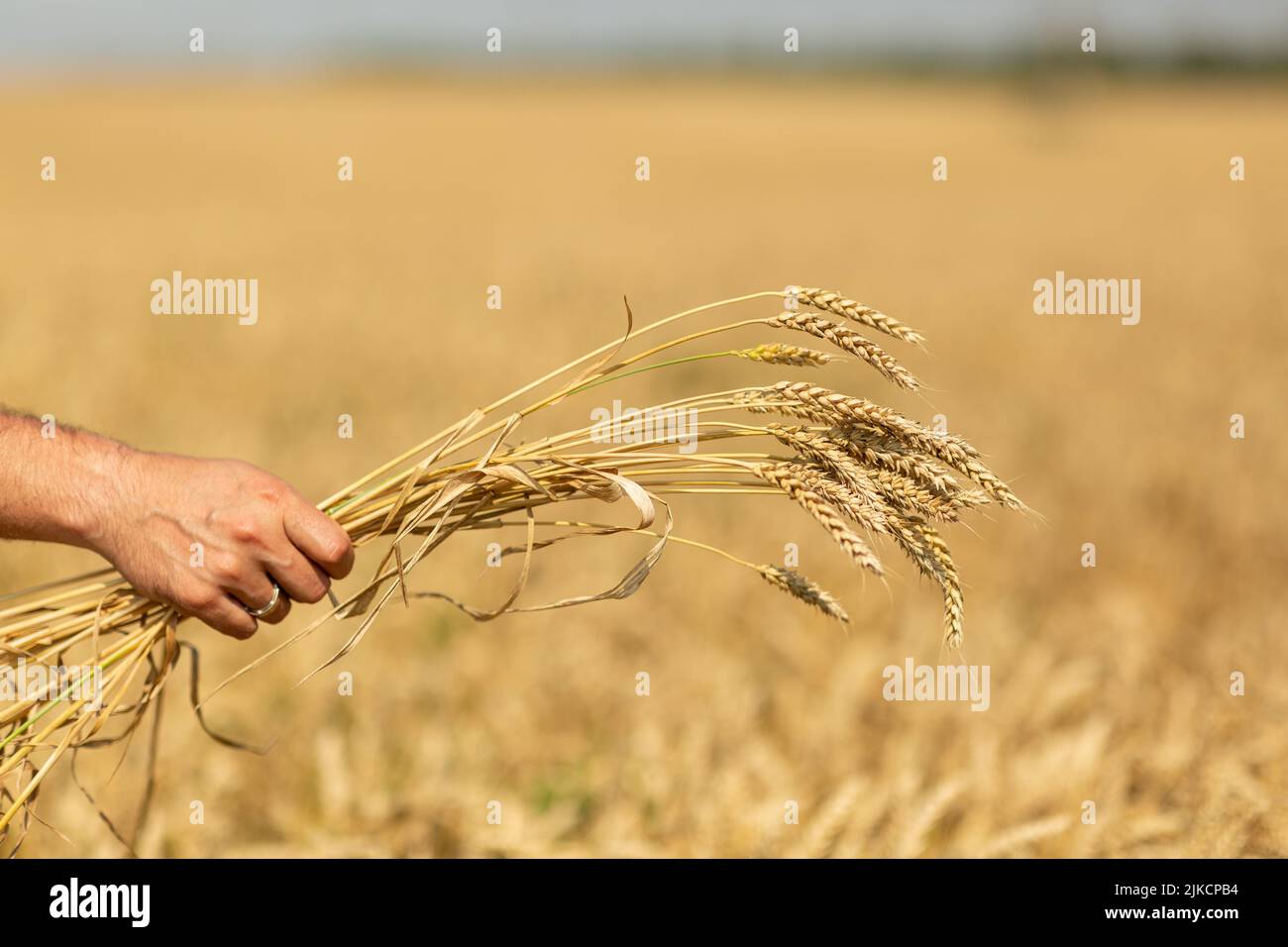 La mano del contadino tiene in mano le spighe di grano strappate Foto Stock