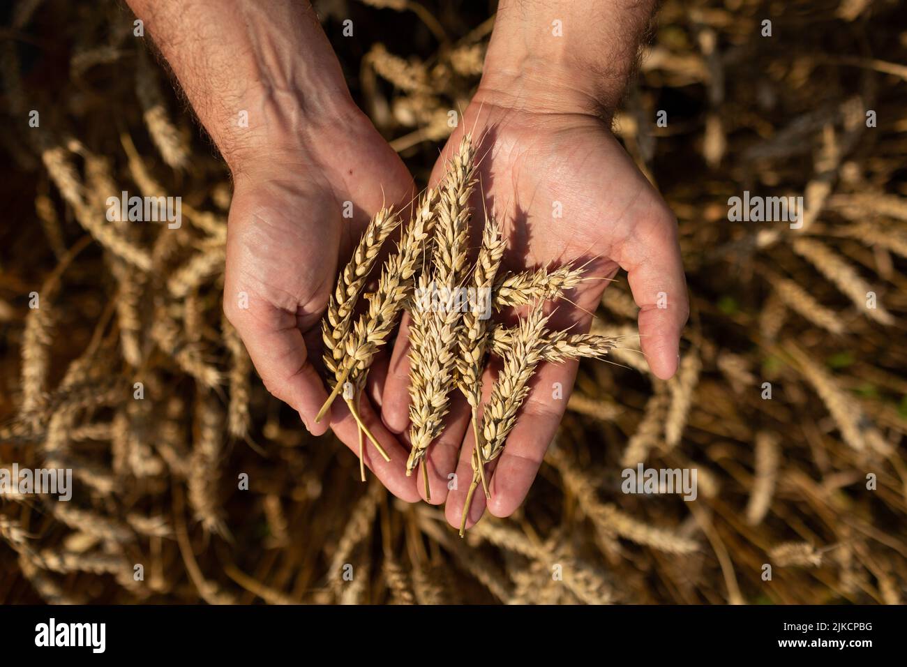 La mano del contadino tiene in mano le spighe di grano strappate Foto Stock