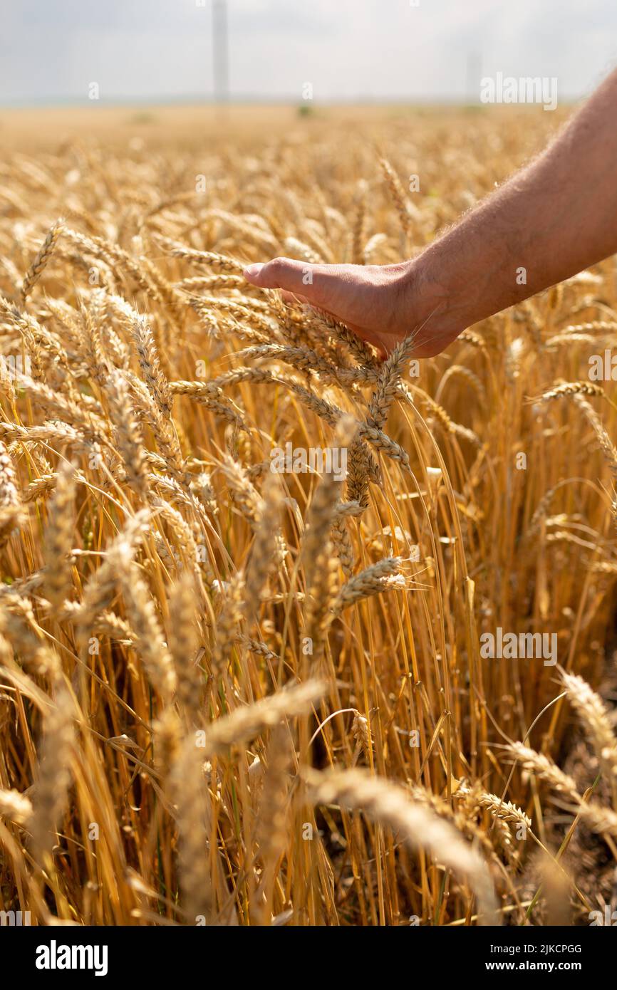 La mano di un uomo tiene in un campo un guglie di grano Foto Stock