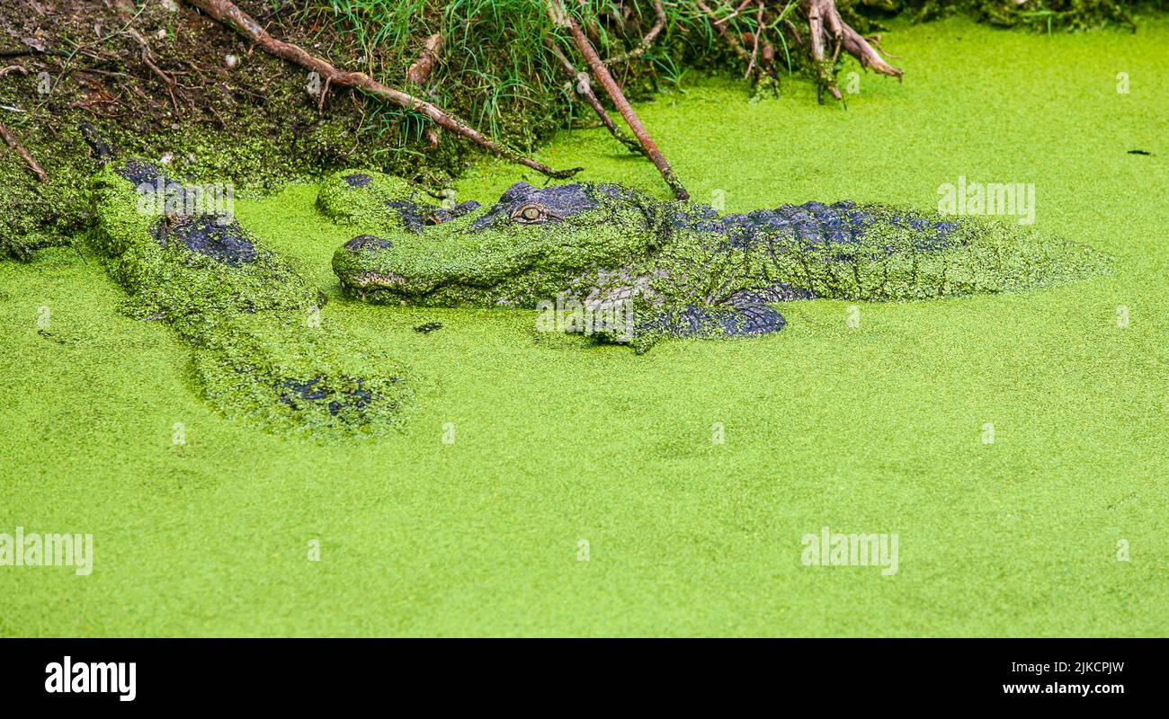 Alligatori nella palude di New Orleans, Louisiana Foto Stock