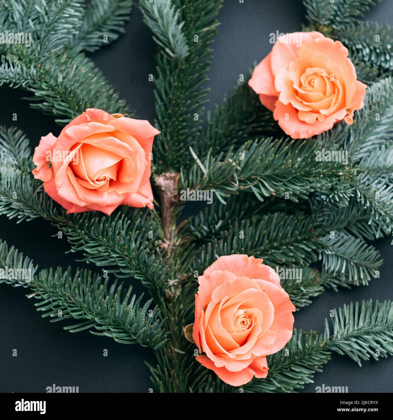 composizione floreale abete tree rametto rose gemme grigio Foto Stock