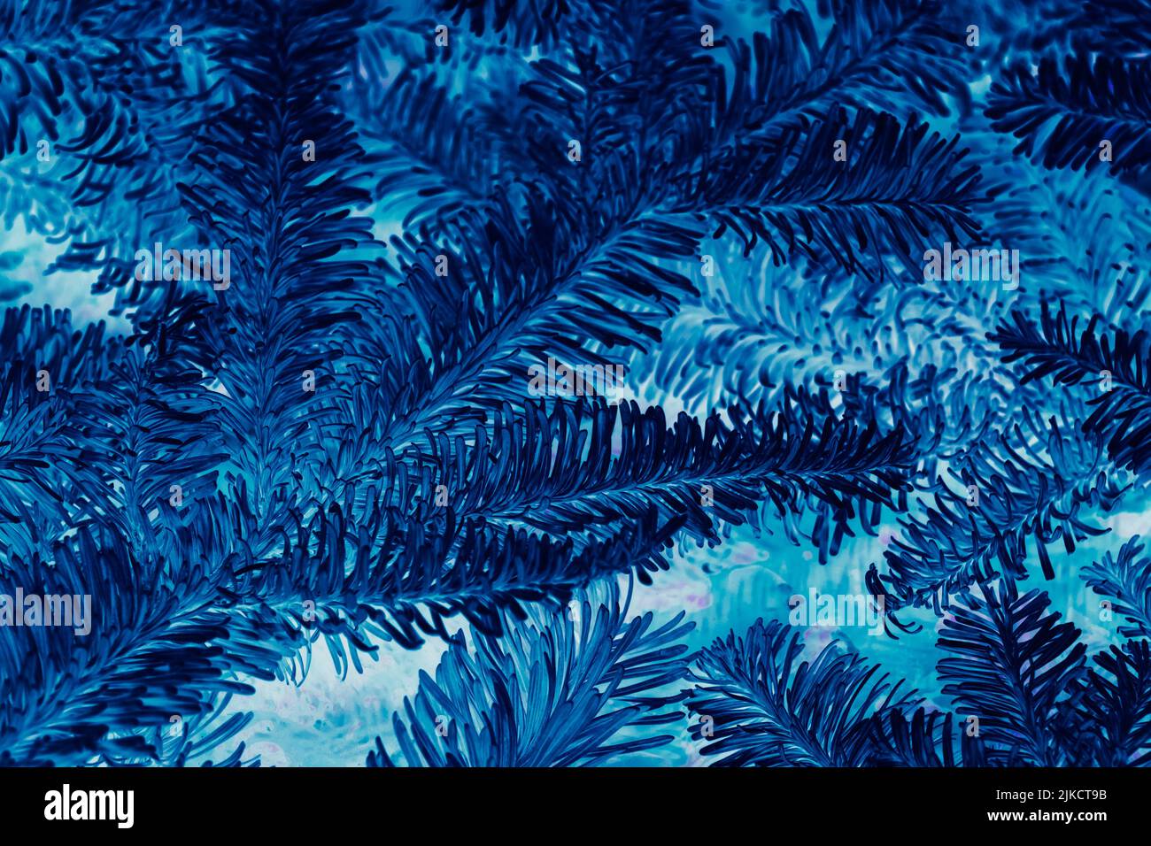 astratto inverno sfondo blu abete albero negativo Foto Stock