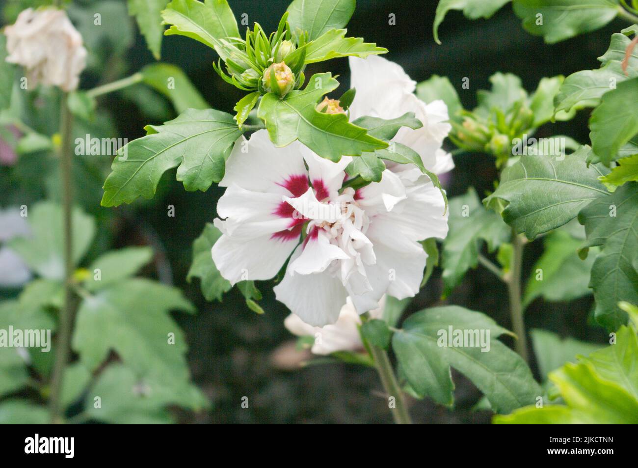 Bianco Hibiscus syriacus speciosus deciduo arbusti da giardino Foto Stock