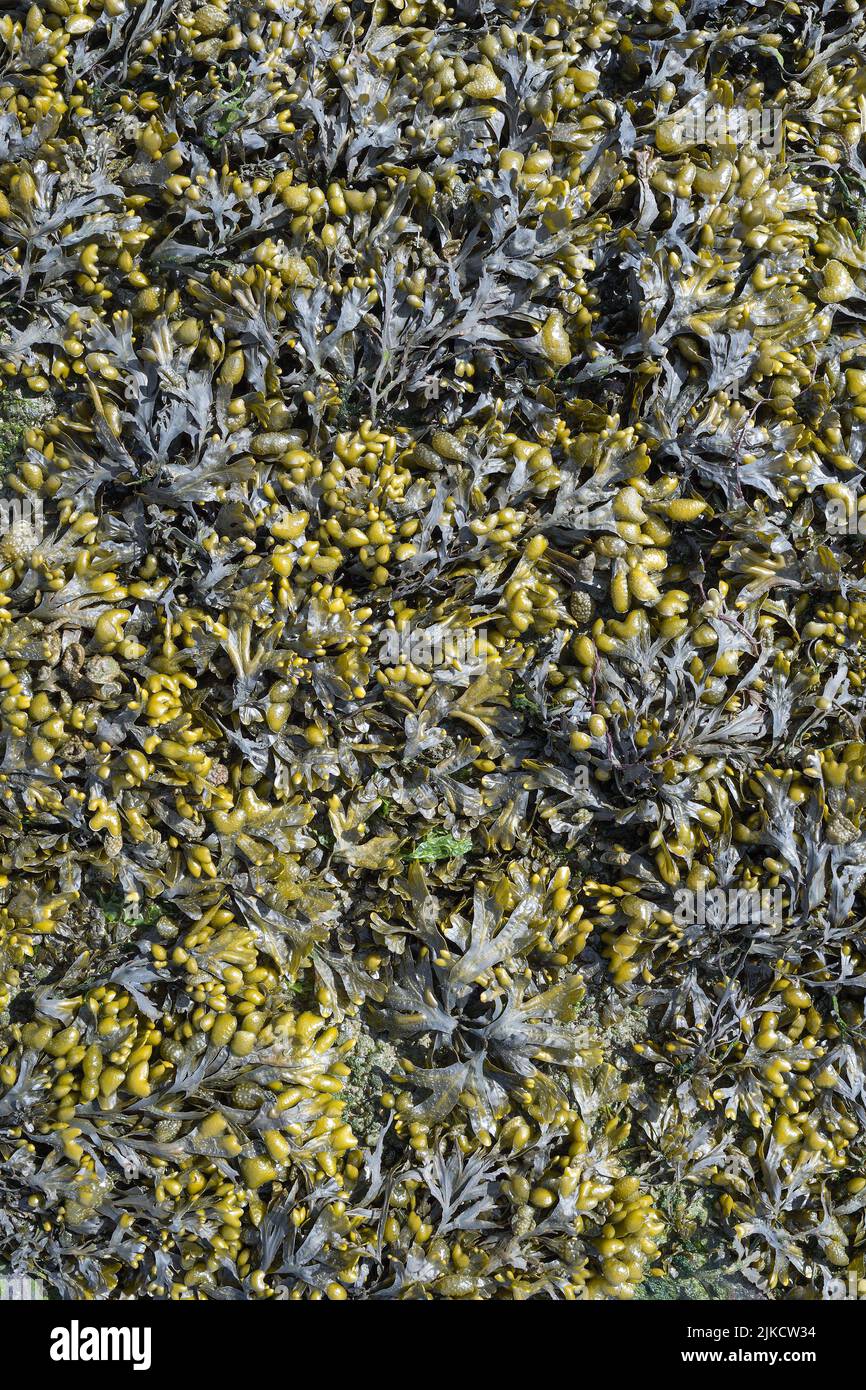 Bladderrack o alghe (Fucus vesiculosus) a Mare del Nord, Frisia del Nord, Germania Foto Stock