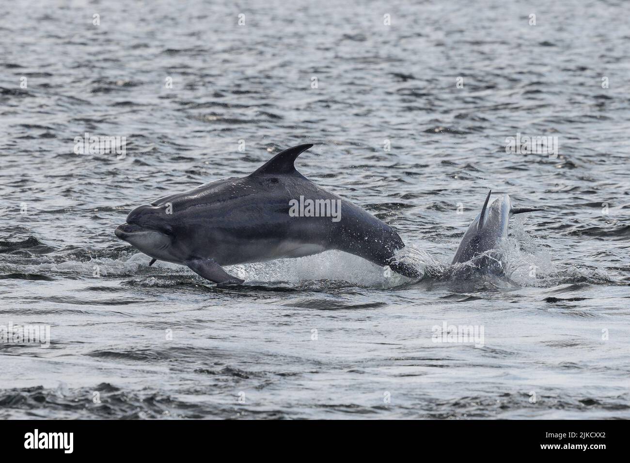 Delfino a collo di bottiglia. Moray Firth. Scozia. 2022. Foto Stock
