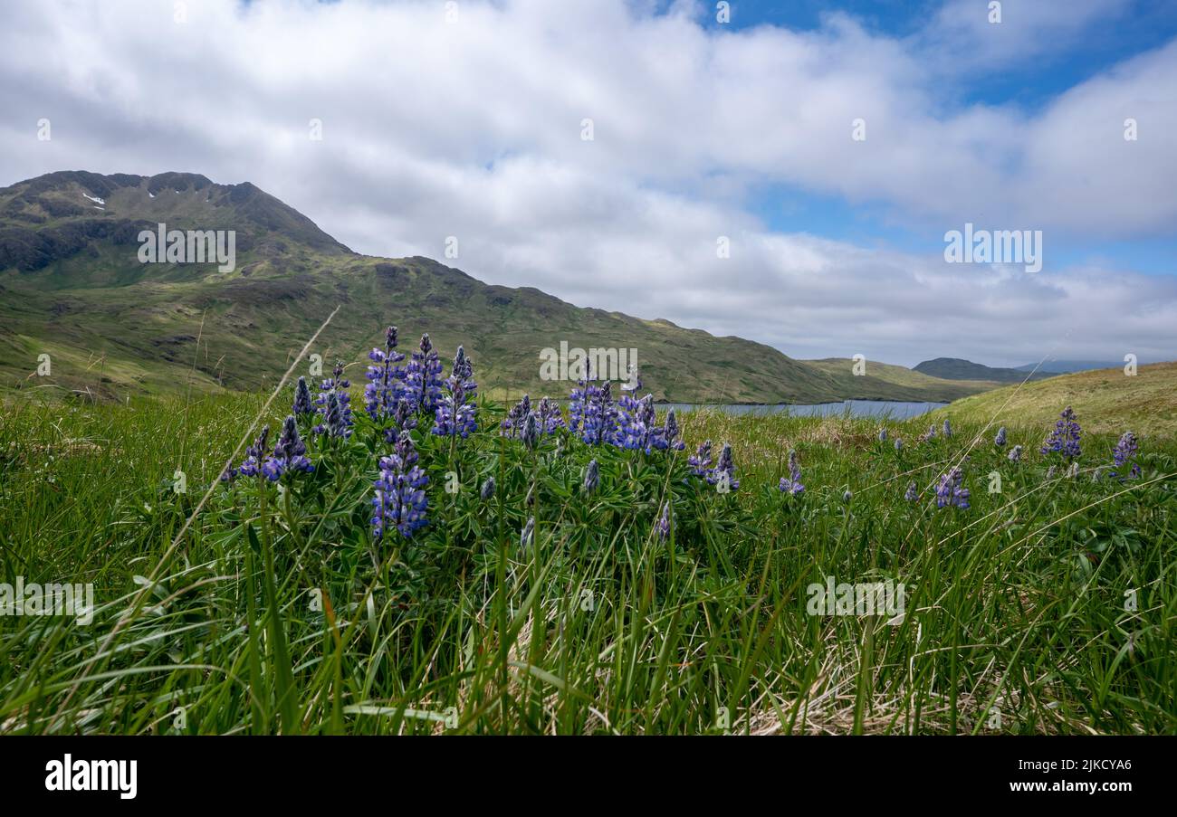 I fiori selvatici e l'erba spessa dominano il paesaggio lungo la Happy Valley di Adak Foto Stock