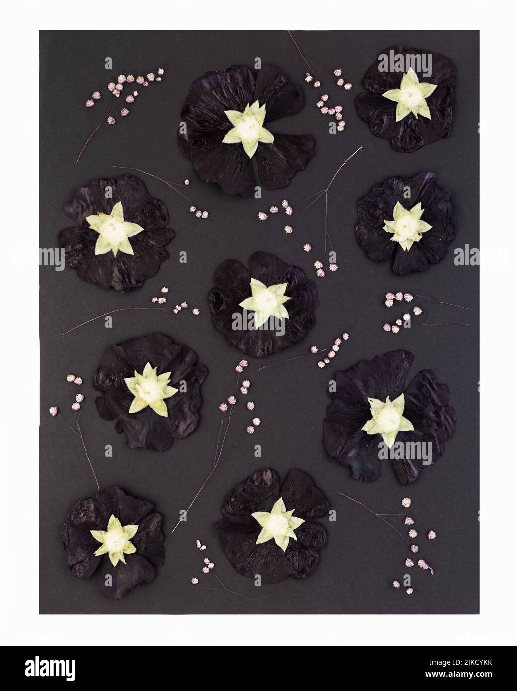 Arte contemporanea botanica dei fiori pressati. Fiori scuri asciutti di hollyhock o mallow su sfondo nero. Po Foto Stock