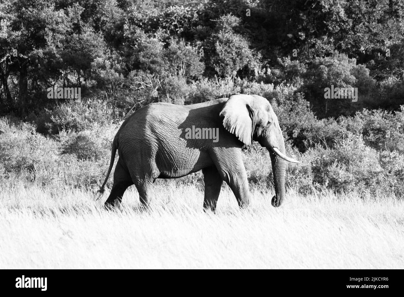 La scala di grigi di un elefante di cespuglio africano che cammina sull'erba con gli alberi sullo sfondo Foto Stock