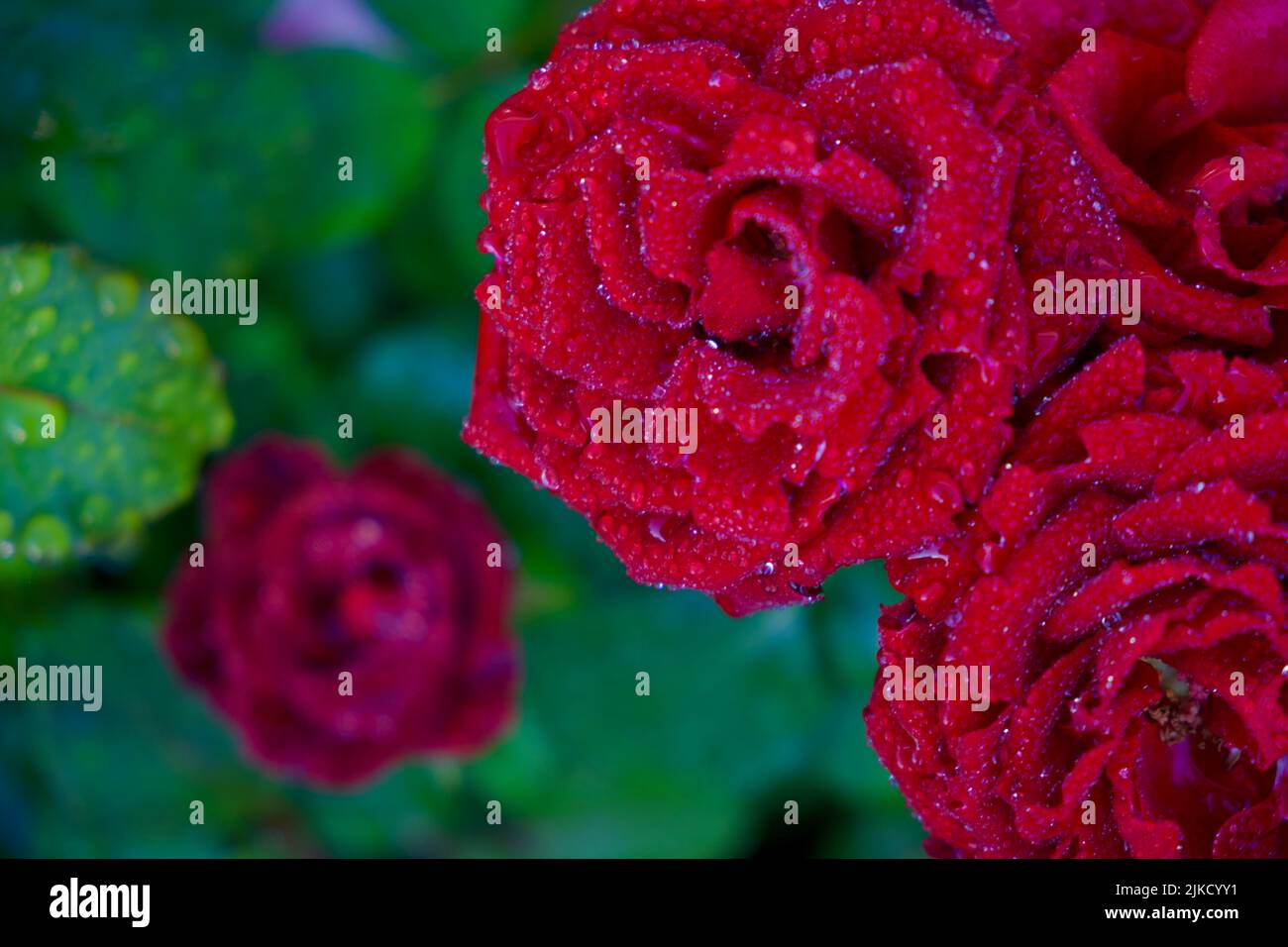 Primo piano di una rosa rosa rosa su sfondo verde scuro. Foto di alta qualità Foto Stock