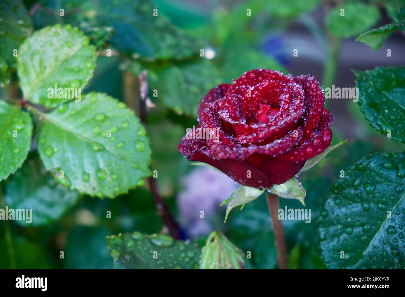 Primo piano di una rosa rosa rosa su sfondo verde scuro. Foto di alta qualità Foto Stock