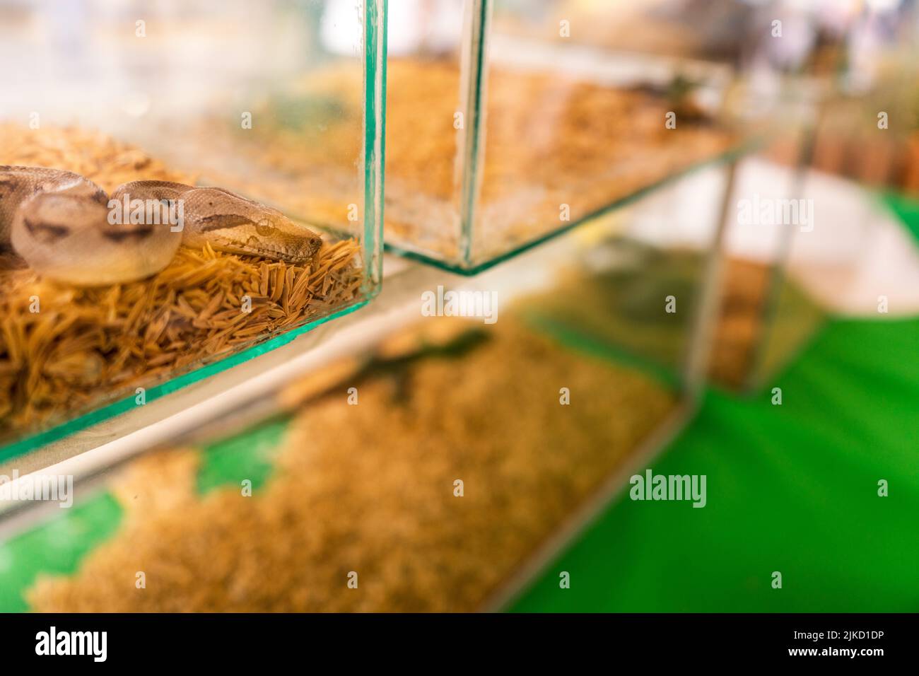 Baby boa all'interno di un serbatoio di vetro in un negozio di animali esotici Foto Stock