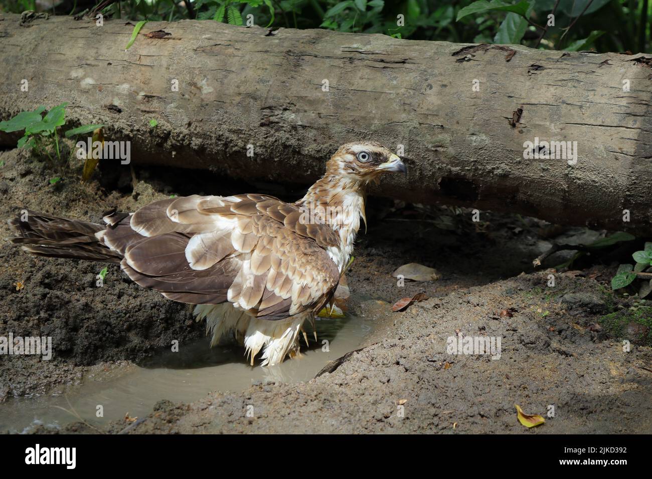 Un'aquila falco crestata o un'aquila falco intercambiabile si trova su un piccolo canale di acqua sporca e guarda direttamente la fotocamera Foto Stock