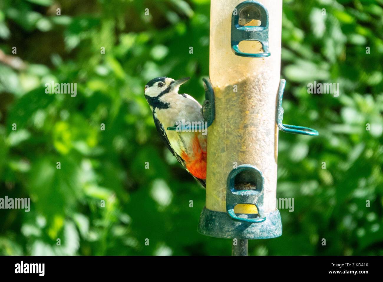 Grande picchio macinato (Dendrocopos Major) che si nutrono in un alimentatore di uccelli presso la Riserva Naturale della Diga di Adel. Foto Stock