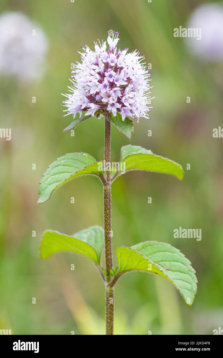 Fiore di menta dell'acqua e primo piano della pianta, Mennha aquatica, una pianta marginale dello stagno, Hampshire, Inghilterra, Regno Unito Foto Stock