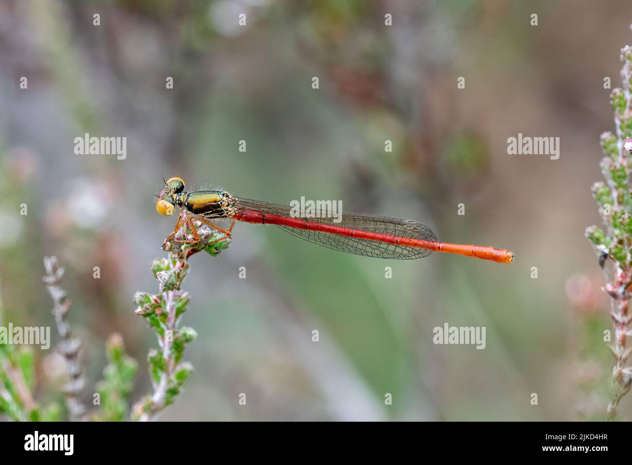 Piccola damselfly rossa (Ceriagrion tenellum) arroccata sull'erica, Inghilterra, Regno Unito Foto Stock