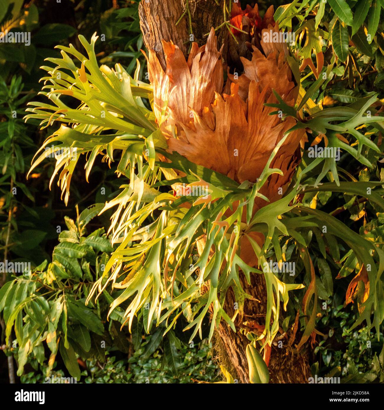 Platino bifurcatum. I nomi “staghorn fern” e “elkhorn fern” sono spesso usati in modo intercambiabile, anche se chiamati elkhorn ferns bifurcatum. Foto Stock