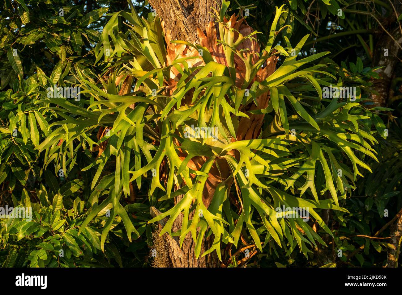 Platino bifurcatum. I nomi “staghorn fern” e “elkhorn fern” sono spesso usati in modo intercambiabile, anche se chiamati elkhorn ferns bifurcatum. Foto Stock