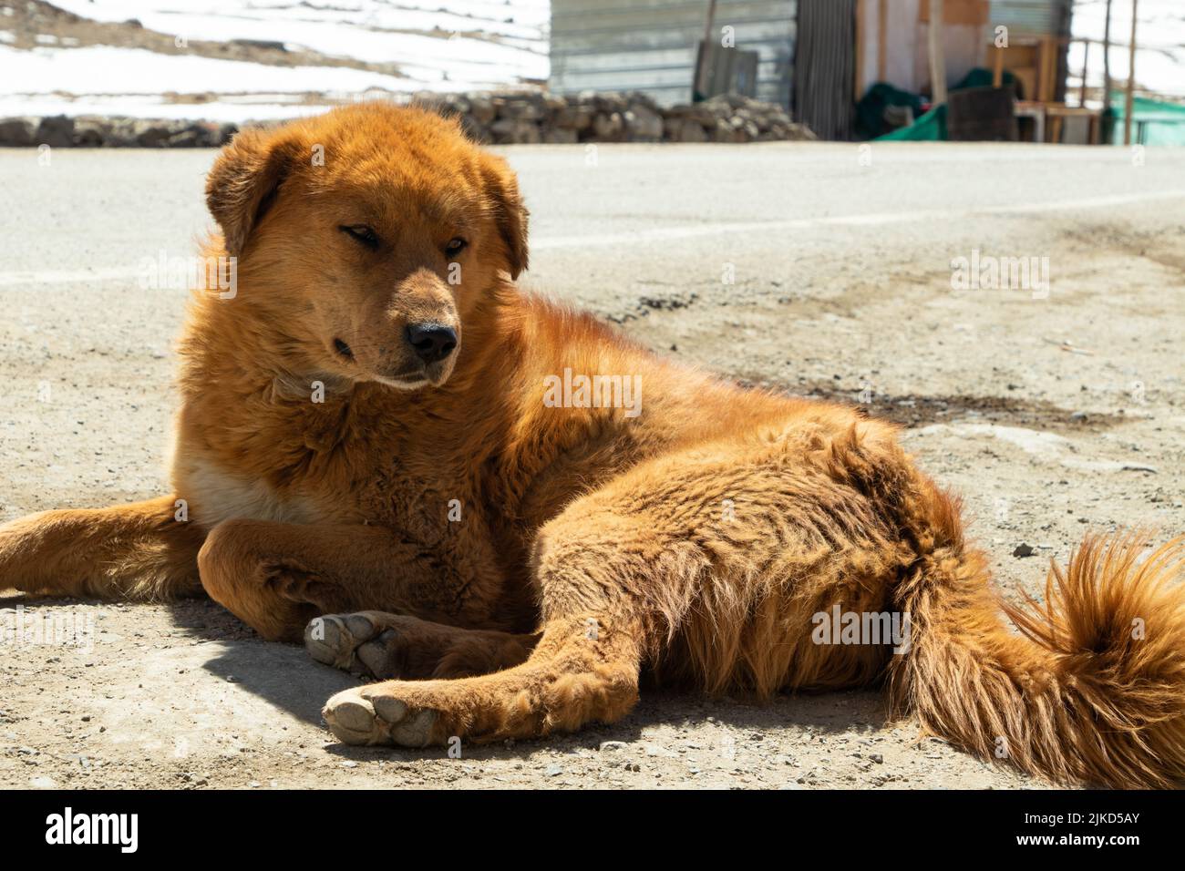 Cani randagi locali che hanno pelliccia seduta sul terreno Infront della catena montuosa Himalayan coperta di ghiaccio e ghiacciaio della neve in Ladakh e Leh, India Foto Stock