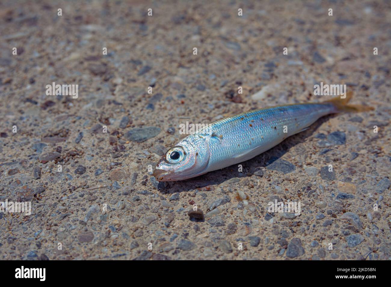 Un piccolo pesce di mare appena pescato giace su un terrapieno di pietra, foto ravvicinata del pesce Foto Stock