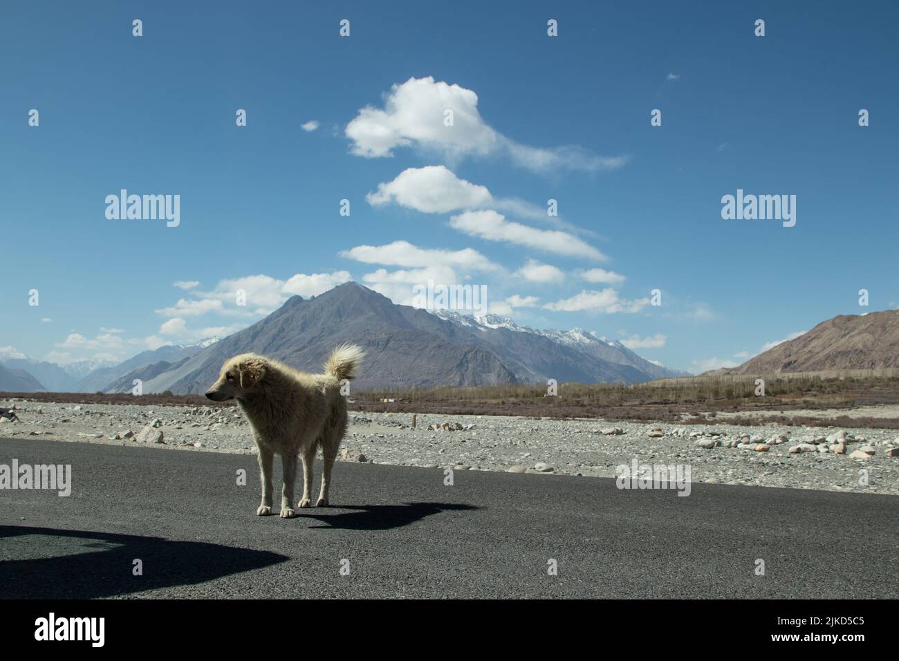 Cute Silent Local Stray Dog India con pelliccia in piedi su Highway Road Infront della catena montuosa Himalayan coperta di ghiaccio e ghiacciaio di neve in Ladakh Foto Stock