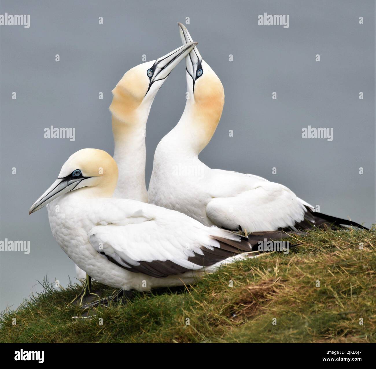 Gannets a Bempton scogliere Foto Stock