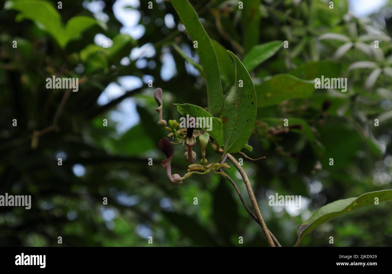 Piccoli fiori di colore maroon e germogli con foglie di un Aristolochia indica (Sapsada) vite in natura Foto Stock