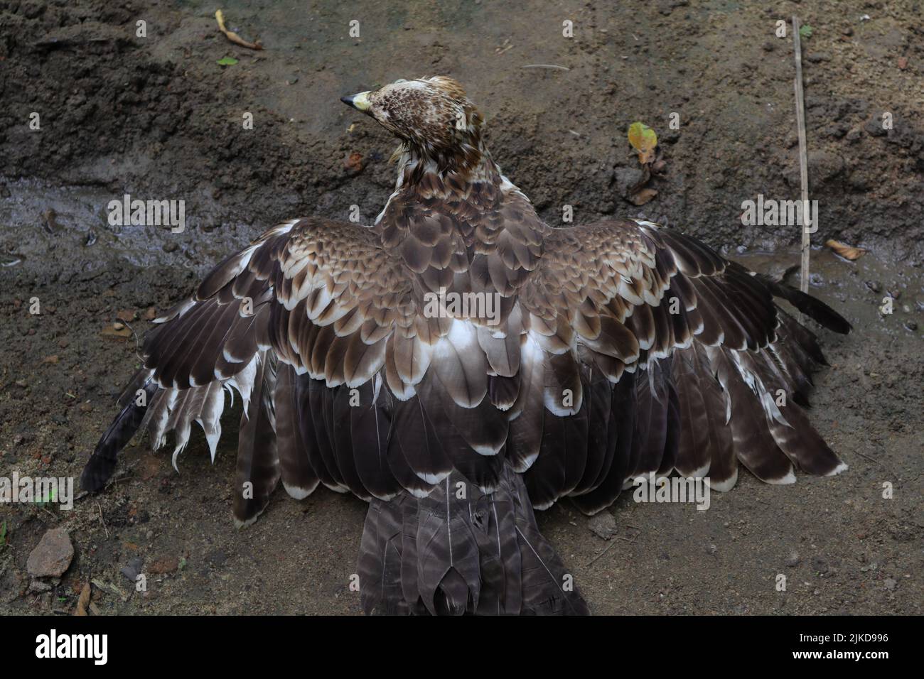 Un'aquila di falco crestato spalma le sue ali dopo il bagno e cerca di asciugare le piume il più presto possibile, vista dal retro Foto Stock